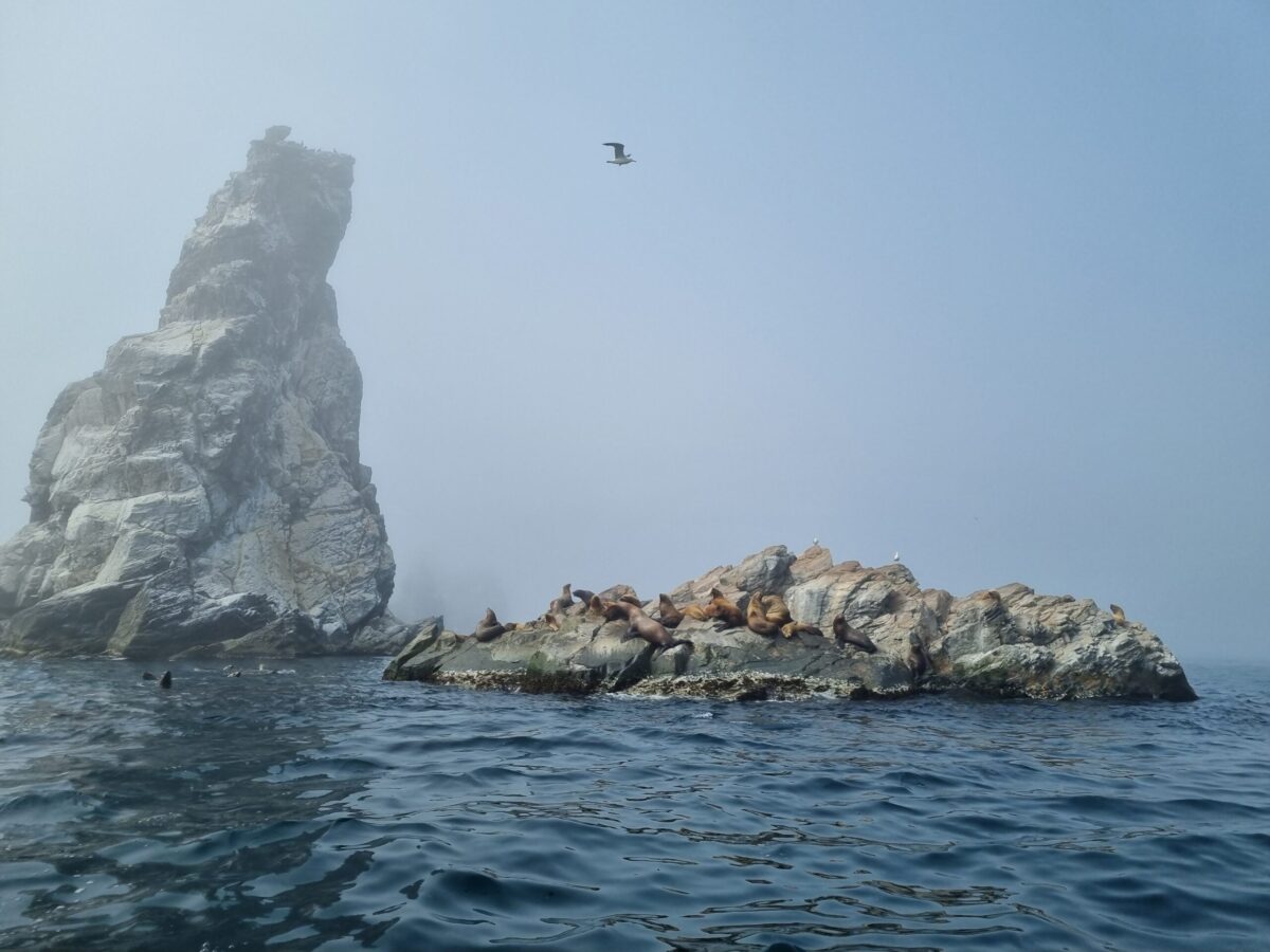 Аскольд, Путятинина и лежбище морских львов: фототур на катере! — изображение 2