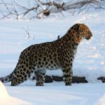 Экскурсия в Приморский Сафари-парк + бухта Стеклянная и мыс с 2000 рублёвой купюры