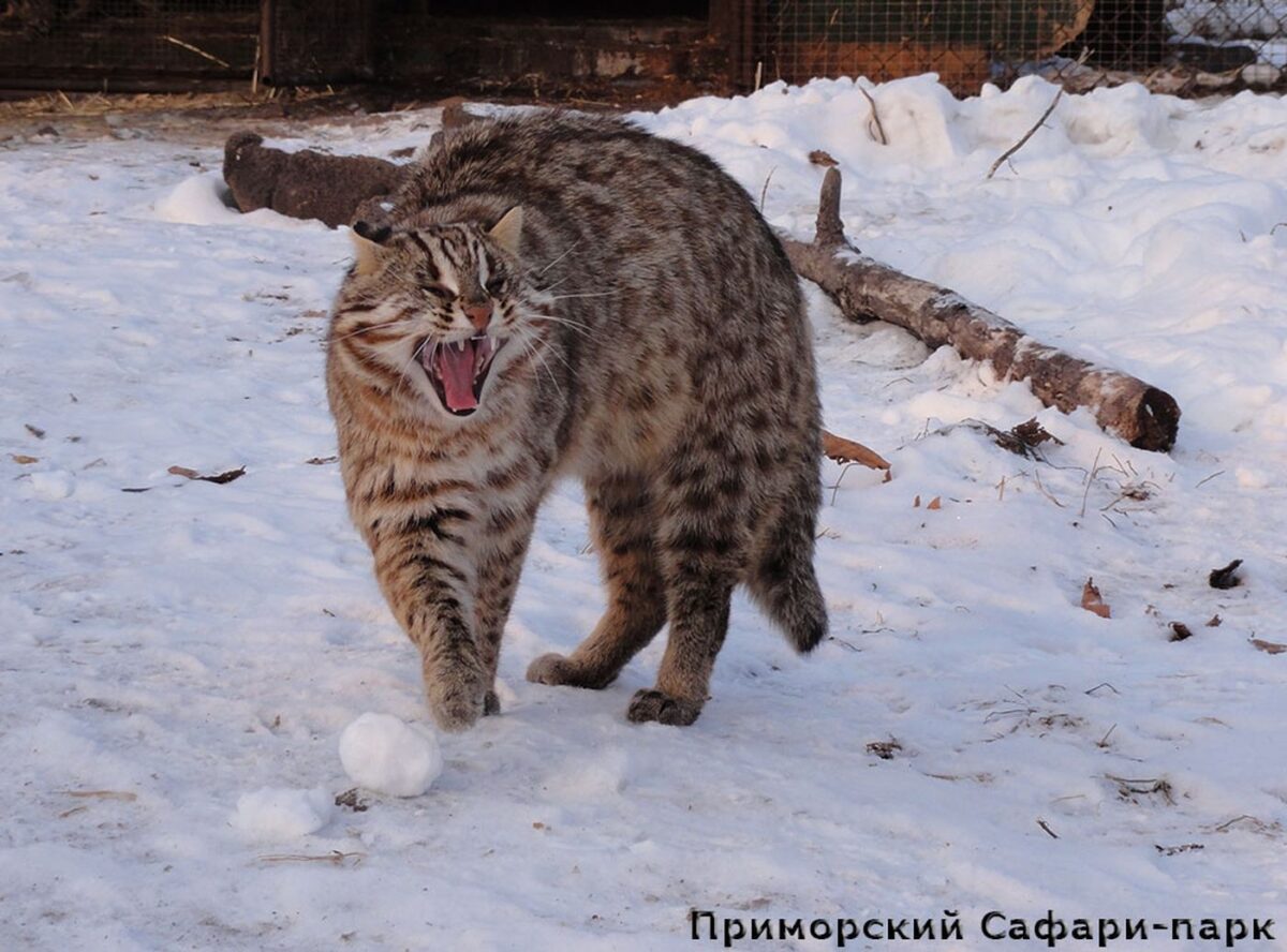 Экскурсия в Приморский Сафари-парк + бухта Стеклянная и мыс с 2000 рублёвой купюры — изображение 3